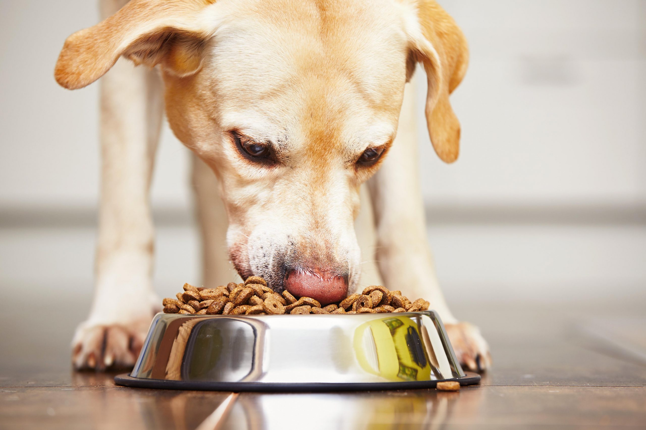 A dog eating pet food